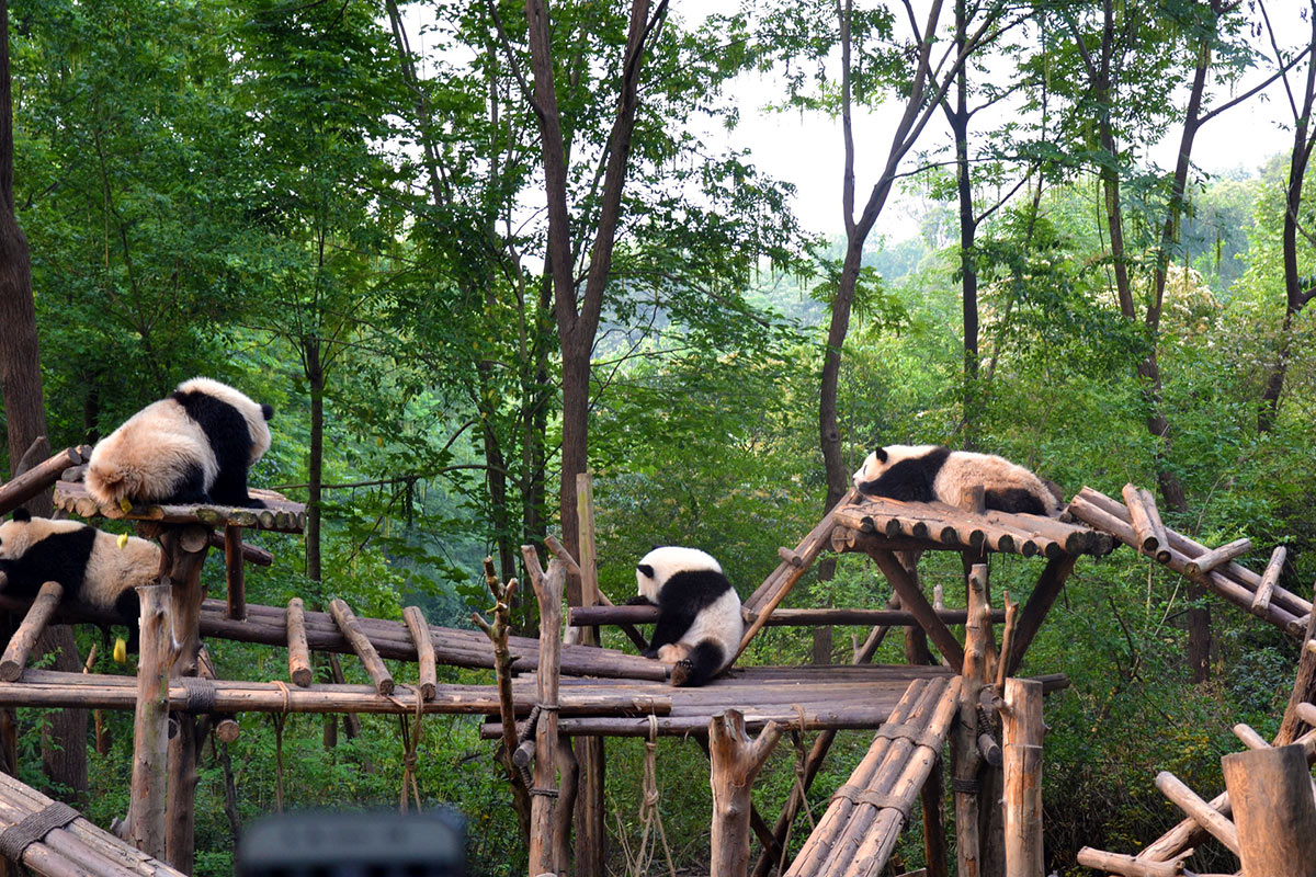 China Chengdu Panda