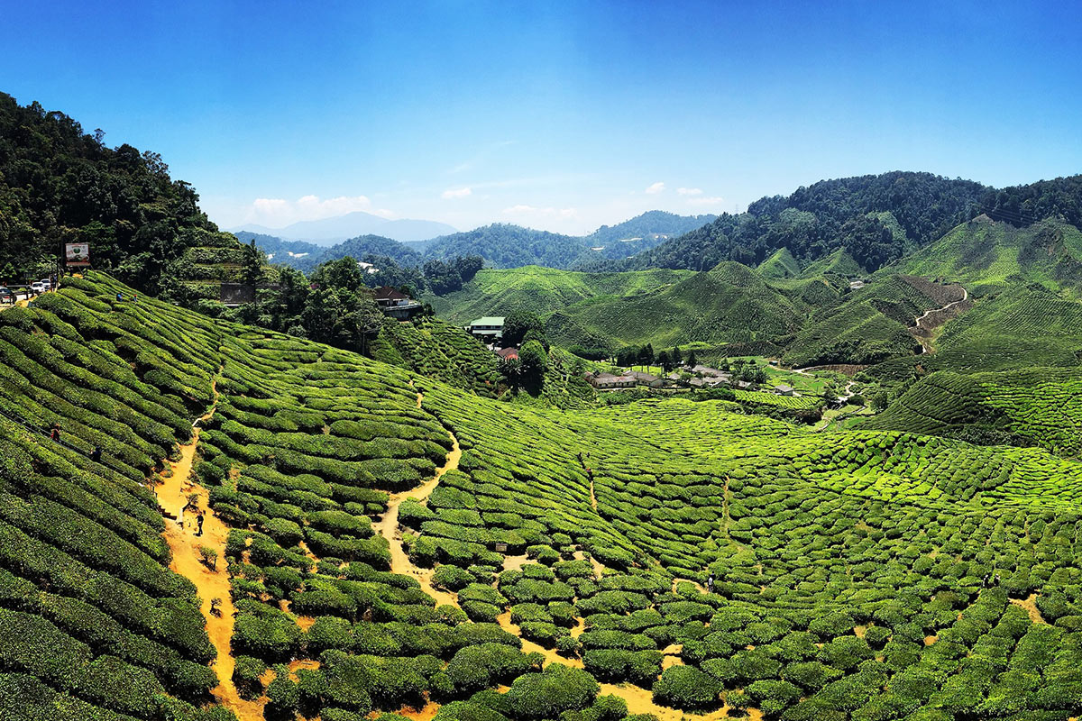 Malaysia Cameron Tea Plantation