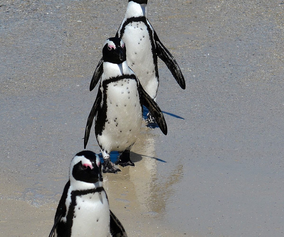 South Africa Cape Town Boulders Beach