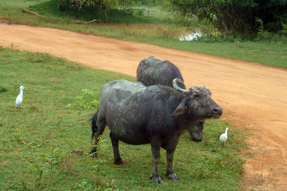 Sri Lanka Yala National Park