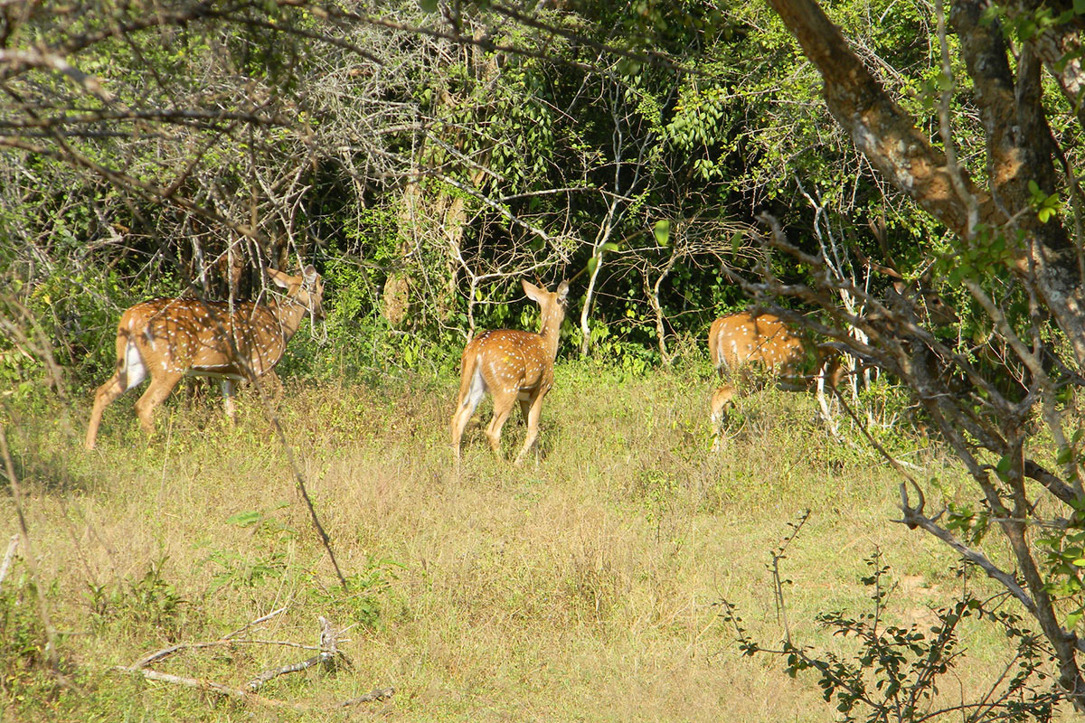 Sri Lanka Yala National Park
