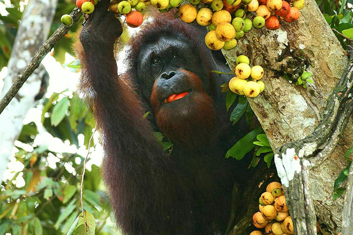 Malaysia Borneo Orangutan 01