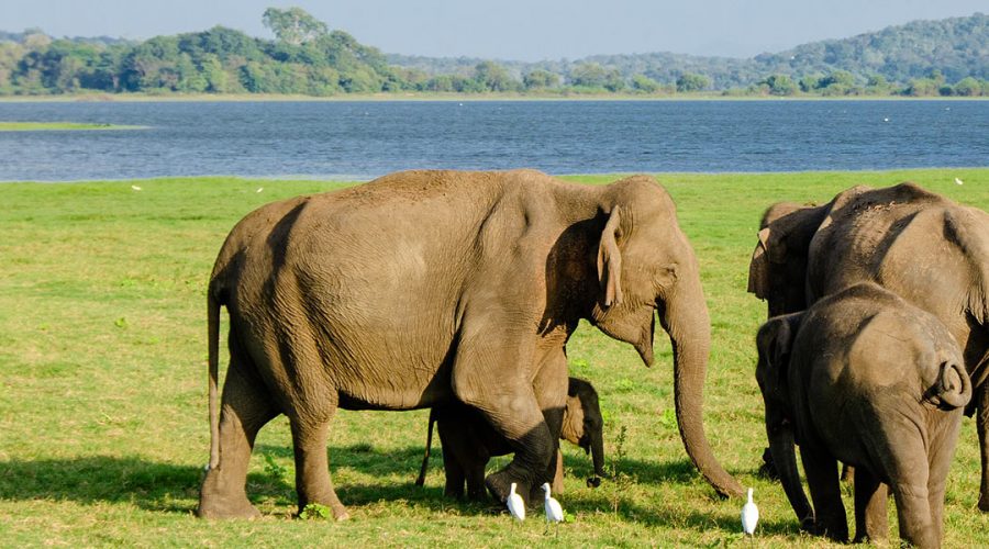 Sri Lanka Wildlife Elephant Banner